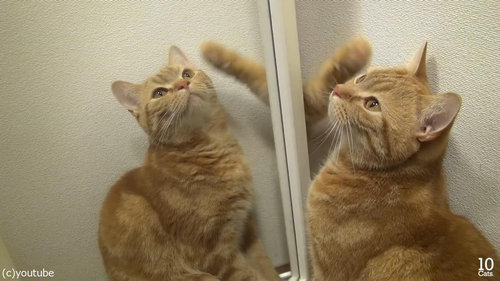 猫10匹と大きな鏡07