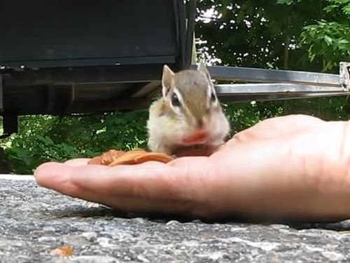 リスとアーモンド04