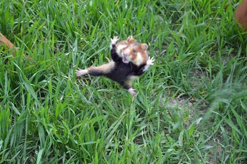 カンフー・ハムスター01