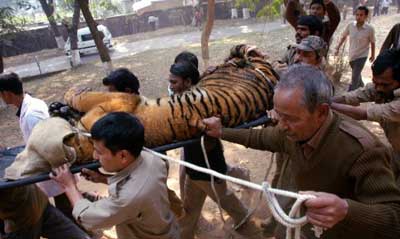 虎が動物園から抜け出し1万人が逃げる01