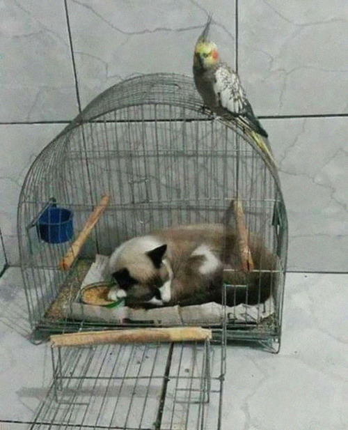 猫はどこでも寝る05