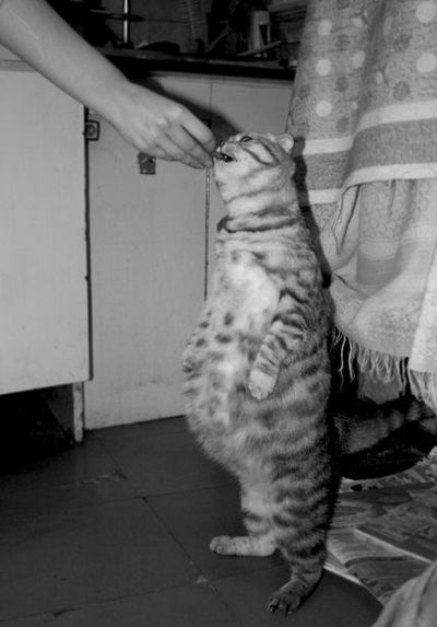 猫に餌を与えないで01