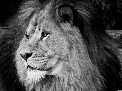 �饤����δ�