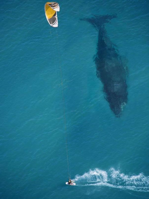 クジラと遭遇した 本当に大きい と実感できる写真 らばq