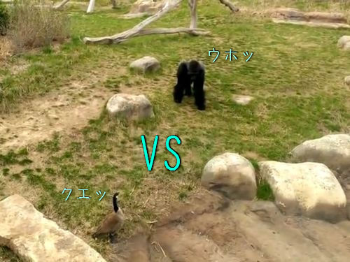 �����祦vs�����00