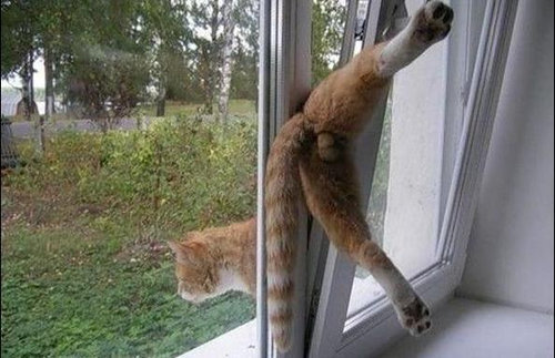 チャレンジャーな猫05