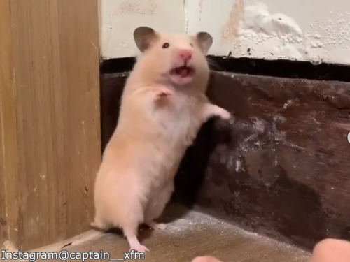 「見つかったっ!」リアクション最高なキンクマハムスター00