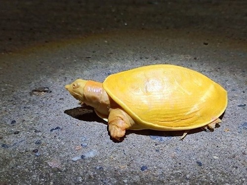 神々しい黄色の亀が発見される00