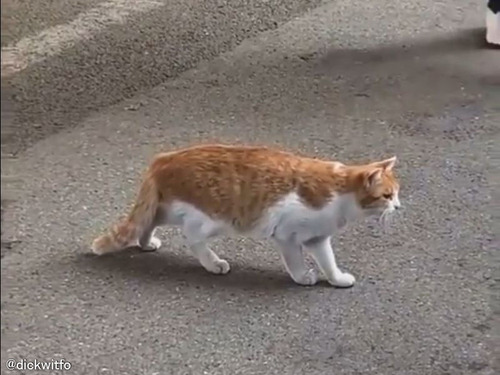 置き物のように動かない猫「何を見てるの!?」