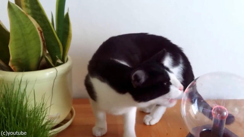 �ץ饺�ޥܡ��뤬���ˤʤ�ǭ01