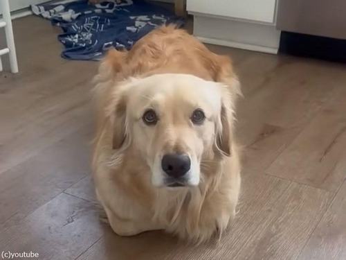 「猫だけじゃなかった…」座ったときに『一斤のパン』に見える犬（動画）