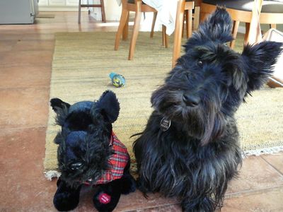 ぬいぐるみと動物B18