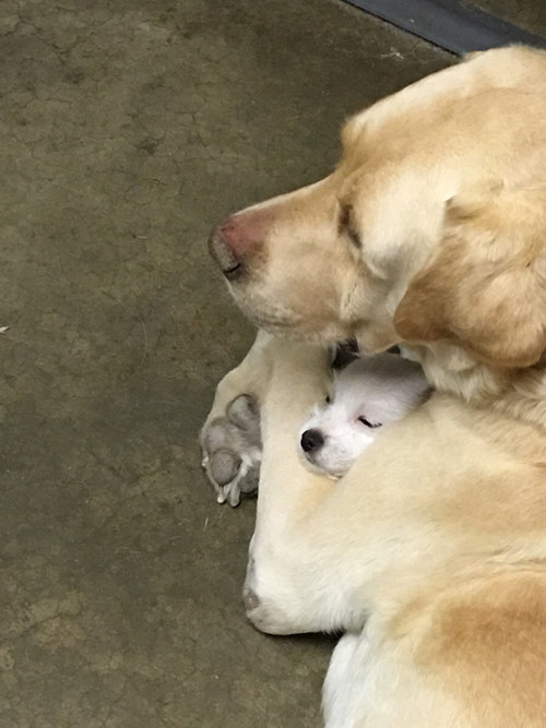 新しく子犬を飼うので心配したけど うちの犬のとった行動に安心した 実の親子のようなことになった写真 らばq 新しく子犬を飼うので心配したけど うちの犬のとった行動に安心した 実の親子のようなことになった写真 らばq