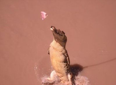 釣られるワニ00