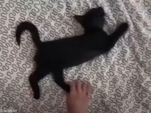 「眠った黒猫の赤ちゃんがどんなポーズも受け入れるので…」あのブランドロゴを再現!?
