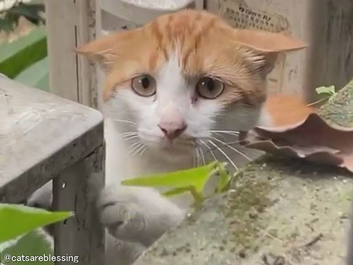 「こんな困り顔の猫が、窓の外にいたら…飼う以外の選択はないよね？」