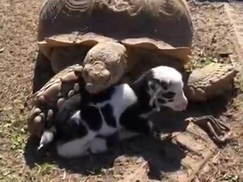 亀と子ヤギが仲良し