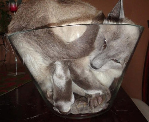 すき間にハマった猫19