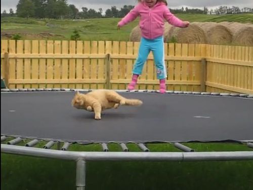 猫と少女とトランポリン01