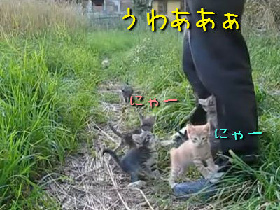 まとわりつく子猫たち