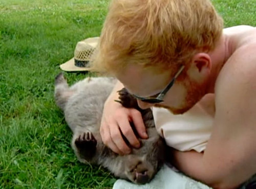 ウォンバット01