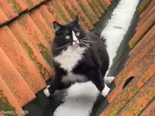 絶対に雪を踏みたくない猫…見たことのない歩き方で回避する