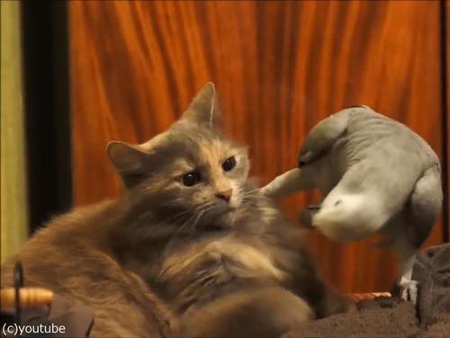 インコが猫にイタズラ03