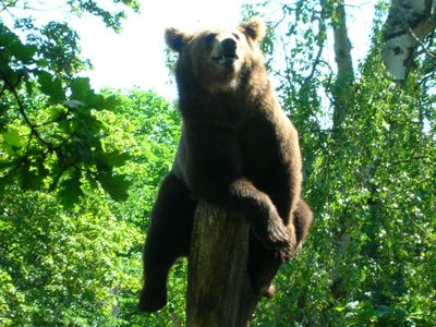 毛の抜けたクマ00