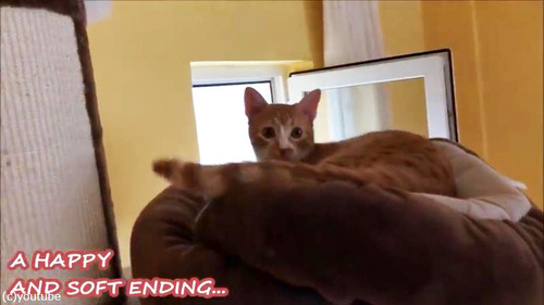 よりふかふかのベッドを探求する猫05