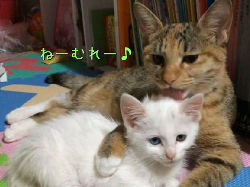 ママ猫が子猫を寝かしつける一部始終00