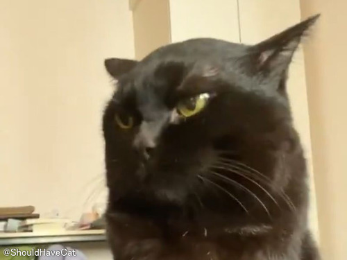 「ドラえもん並み!?」望まないキスをされた猫が見たことないほど耳を伏せる（動画）