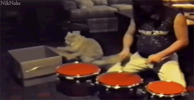 ドラムのお手本を見せる猫02