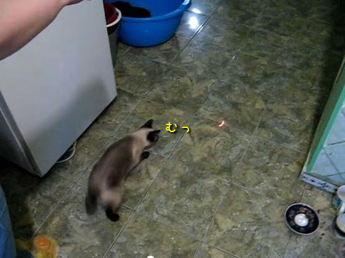 スパイダー猫