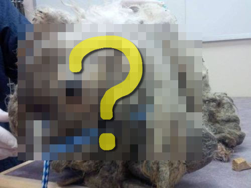 捨て犬の救助00