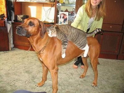 猫をおんぶする犬