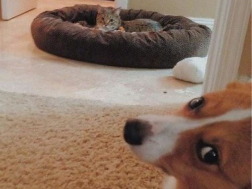 猫にベッドを奪われた犬たち00