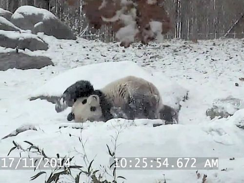 パンダが斜面をすべる01