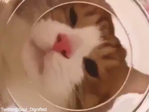 ���ȭ�ζ���ε�ʬ02