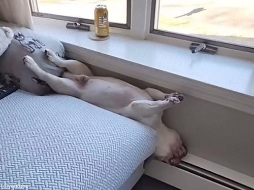 「ソファとヒーターの間!?」寒がりの犬が信じられない姿勢で爆睡（動画）