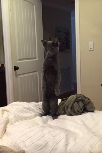 二本足で立つ猫と、立たない犬01