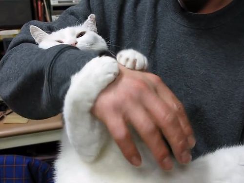 猫が離してくれない01