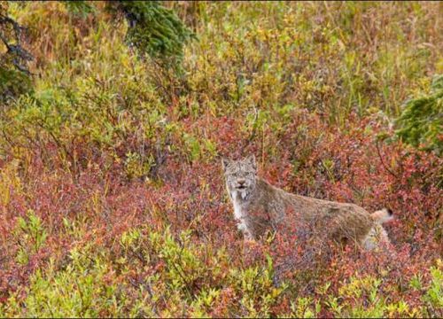 カナダオオヤマネコ00