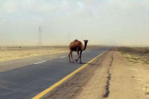 ƻϩ���Ϥ�ưʪ07