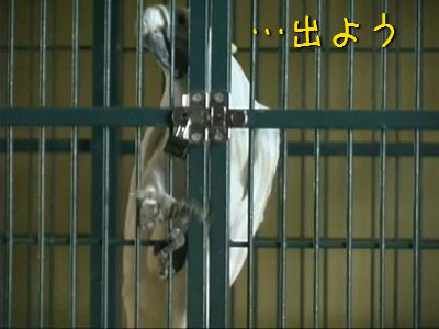 ミッションインポッシブルなオウム