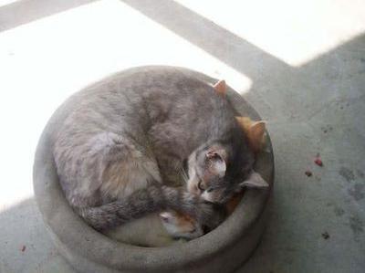 猫が、猫がはみ出てる…01