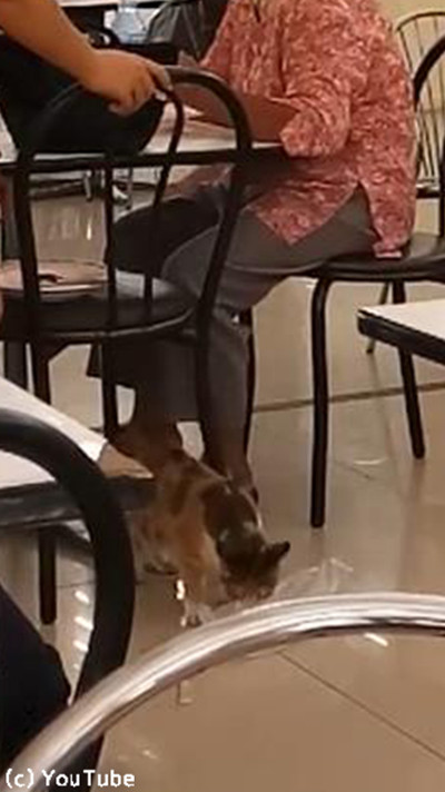 フードコートで猫がおねだり04