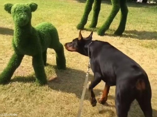 犬型の園芸アートにおそるおそる近づいた犬が…驚く（動画）