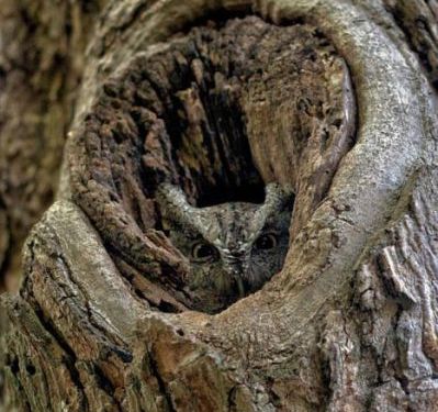 フクロウの保護色10