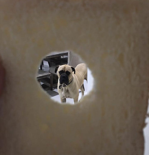 遠くからこっそり見る犬07