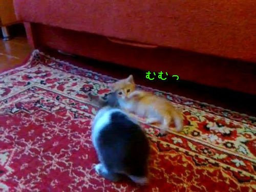 ����������ǭ